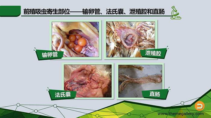 ppt课件-塔里木大学吸虫的形态结构15