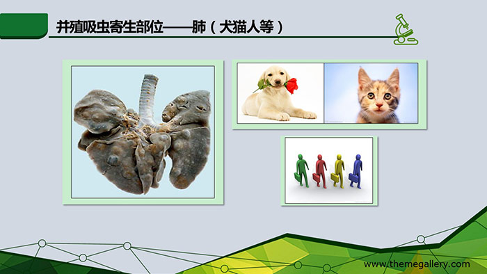 ppt课件-塔里木大学吸虫的形态结构17